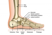 The Many Facets of the Foot